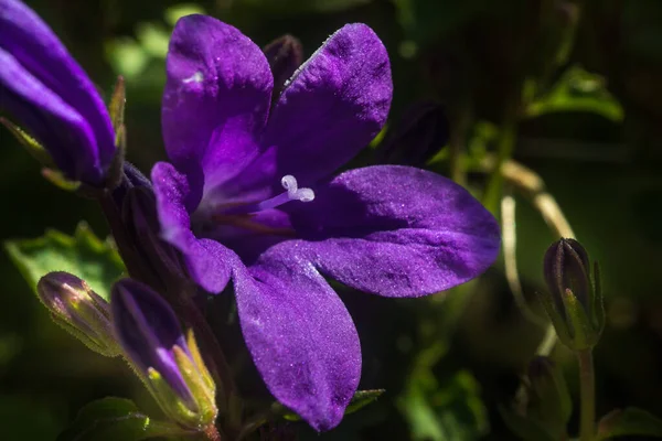 Nahaufnahme Einer Lila Glockenblume Mit Blütenblättern Stempeln Mit Pollen — Stockfoto