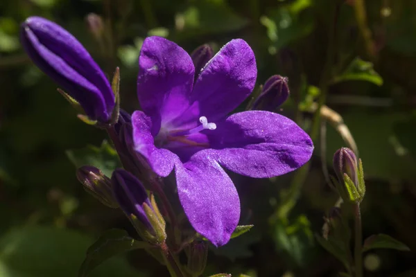 Закройте Фиолетовый Цветок Кампанулы Лепестками Пестики Пыльцой — стоковое фото