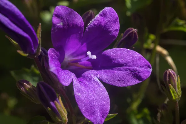 Cerca Una Flor Campanilla Púrpura Con Pétalos Pistilos Con Polen — Foto de Stock