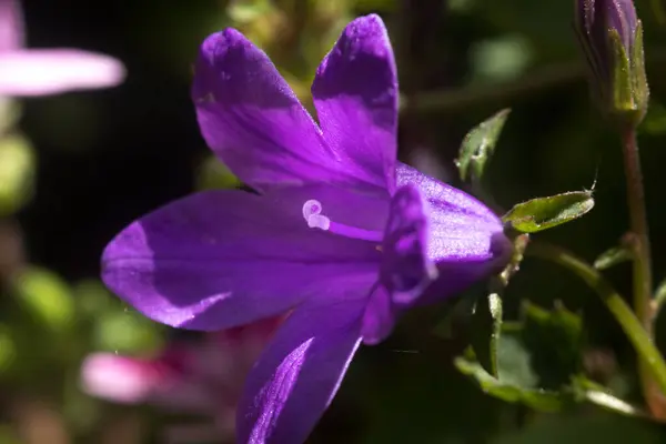 Cerca Una Flor Campanilla Púrpura Con Pétalos Pistilos Con Polen — Foto de Stock