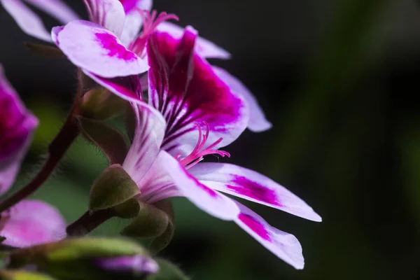 Close Pink Geranium Flower Petals Pistils Pollen — Stock Photo, Image