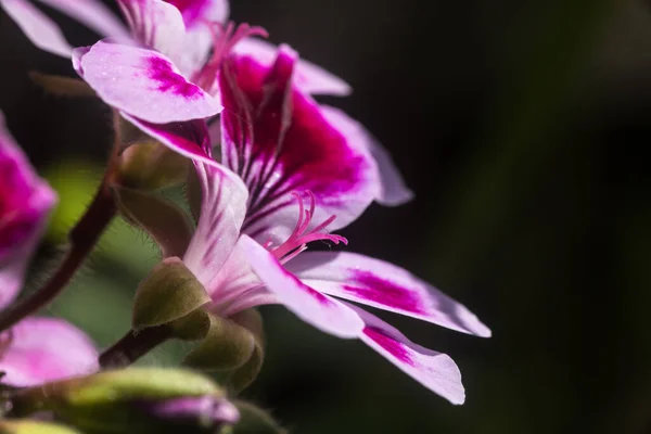 Chiudere Fiore Geranio Rosa Con Petali Pistilli Con Polline — Foto Stock