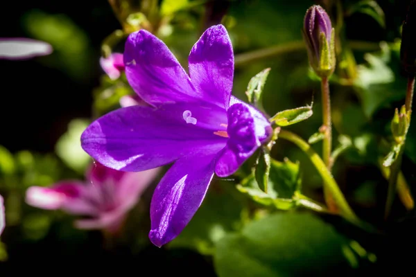 Cerca Una Flor Campanilla Púrpura Con Pétalos Pistilos Con Polen — Foto de Stock