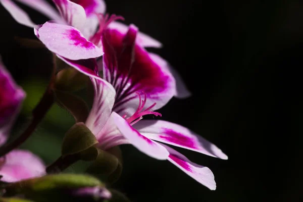 Cerca Una Flor Geranio Rosa Con Pétalos Pistilos Con Polen — Foto de Stock