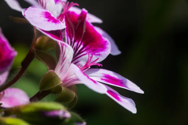 Zbliżenie Różowy Kwiat Geranium Płatkami Tłoki Pyłkiem — Zdjęcie stockowe