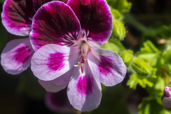 Nahaufnahme Einer Rosa Geranienblüte Mit Blütenblättern Stempeln Mit Pollen — Stockfoto