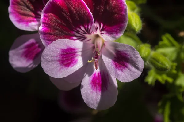 Cerca Una Flor Geranio Rosa Con Pétalos Pistilos Con Polen —  Fotos de Stock