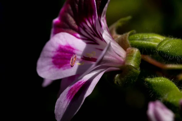 Close Pink Geranium Flower Petals Pistils Pollen — Stock Photo, Image