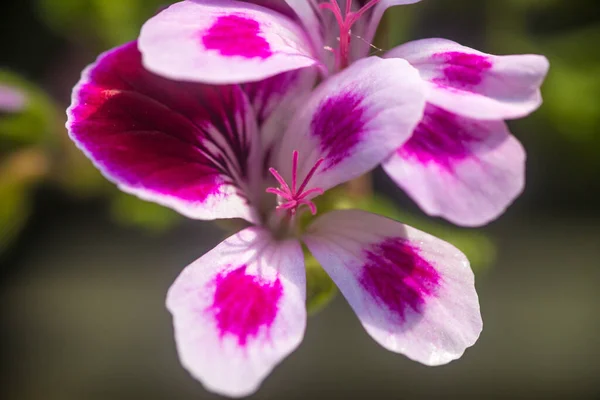 Nahaufnahme Einer Rosa Geranienblüte Mit Blütenblättern Stempeln Mit Pollen — Stockfoto