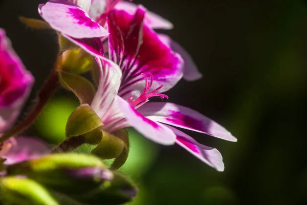 在花瓣的粉红天顶花上 花粉的雌蕊上 — 图库照片