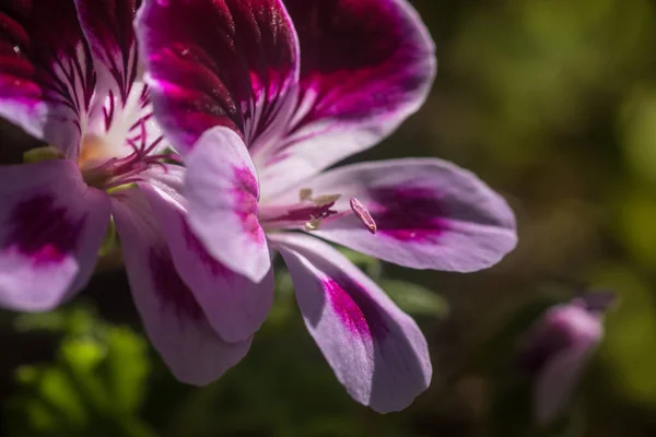 Nahaufnahme Einer Rosa Geranienblüte Mit Blütenblättern Stempeln Mit Pollen — Stockfoto