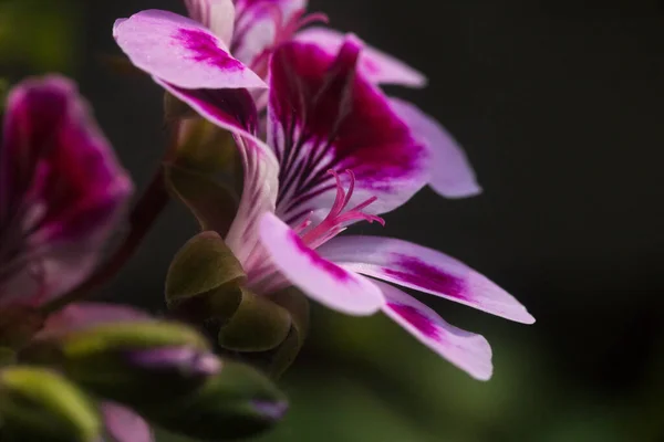 在花瓣的粉红天顶花上 花粉的雌蕊上 — 图库照片