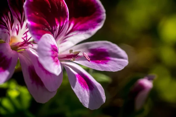 Nahaufnahme Einer Rosa Geranienblüte Mit Blütenblättern Stempeln Mit Pollen — Stockfoto