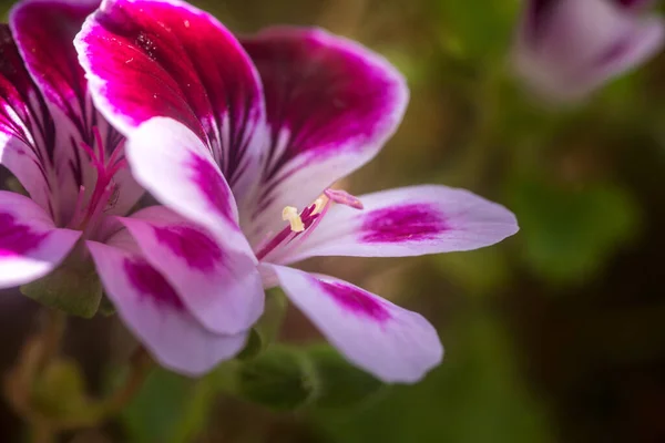 Закройте Розовый Цветок Герань Лепестками Пестики Пыльцой — стоковое фото