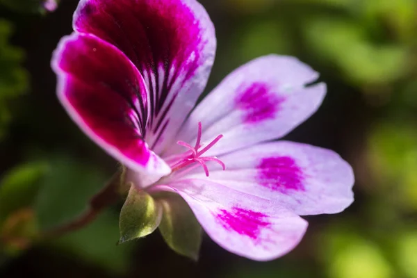 Nahaufnahme Einer Rosa Geranienblüte Mit Blütenblättern Stempeln Mit Pollen — Stockfoto