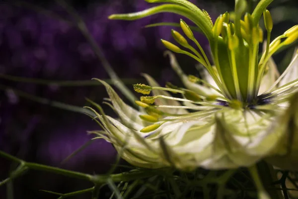 Nær Nigella Blomst Med Kronblad Pisser Med Pollen – stockfoto