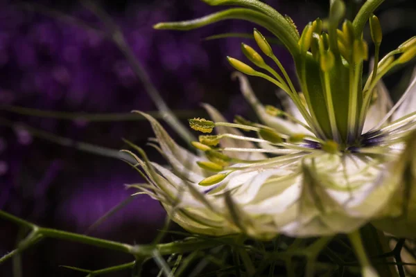 在有花瓣的尼日利亚花 有花粉的雌蕊上的特写 — 图库照片