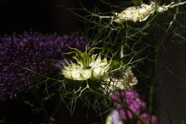 Zblízka Květ Nigella Okvětními Lístky Písty Pylem — Stock fotografie