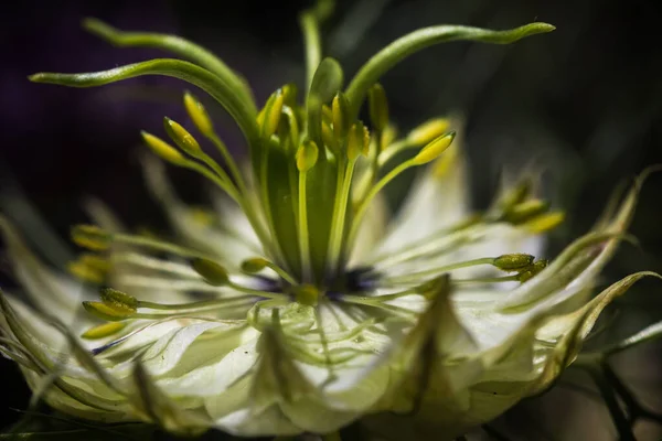 在有花瓣的尼日利亚花 有花粉的雌蕊上的特写 — 图库照片