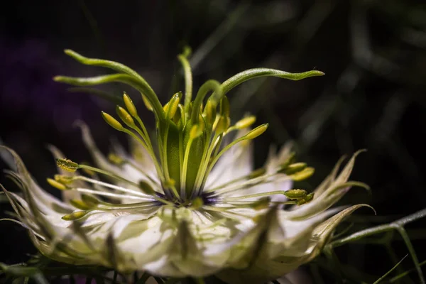 꽃잎이 니겔라 가까이 다가가면 꽃가루묻은 암술이 — 스톡 사진