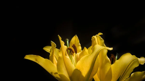Закрыть Желтый Лилий Цветок Lilium — стоковое фото