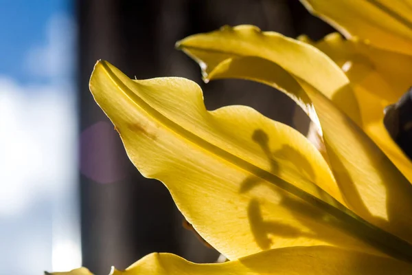 黄色のユリの花に閉じます — ストック写真