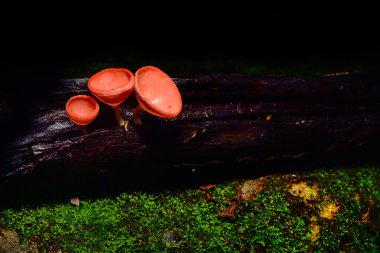 Dennis fincan mantar