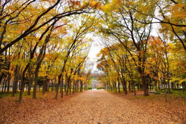 Osaka Park, around Osaka castle at autumn, Japan  clipart