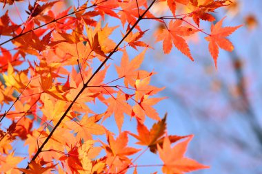 Sonbahar, mavi gökyüzü arka plan ile Japon kırmızı akçaağaç yaprağı