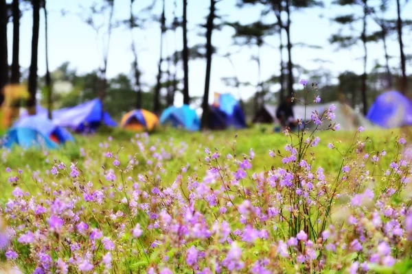 Campo de flores e fundo de tendas de acampamento embaçadas — Fotografia de Stock