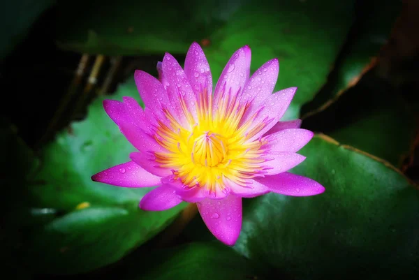 Pink lotus flower with dark background — Stock Photo, Image