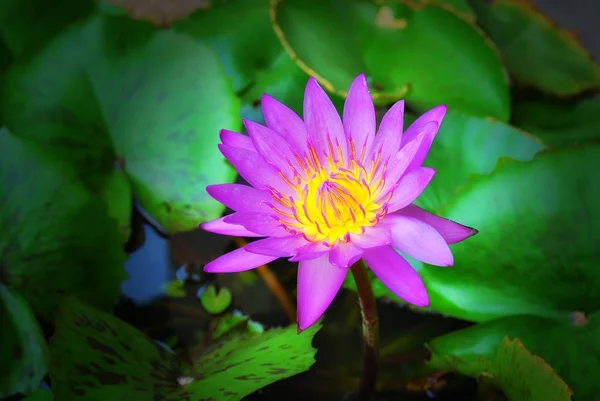 Rosa lotusblomma med mörk bakgrund — Stockfoto