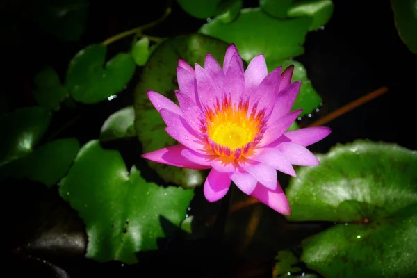 Рожева квітка лотоса з темним фоном — стокове фото