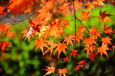 Japon kırmızı akçaağaç yaprağı