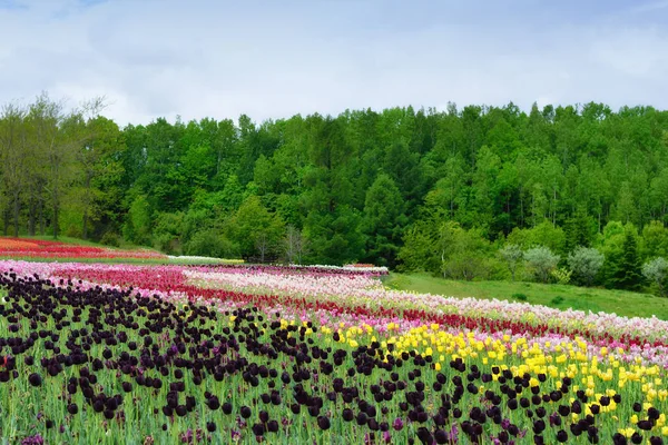 Tulipany wiosną — Zdjęcie stockowe