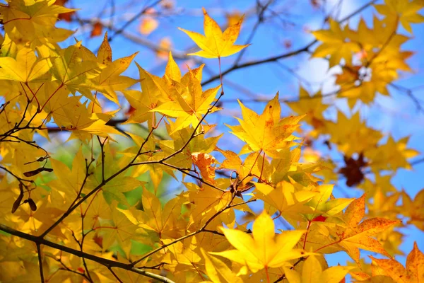 Feuille d'érable jaune japonaise — Photo