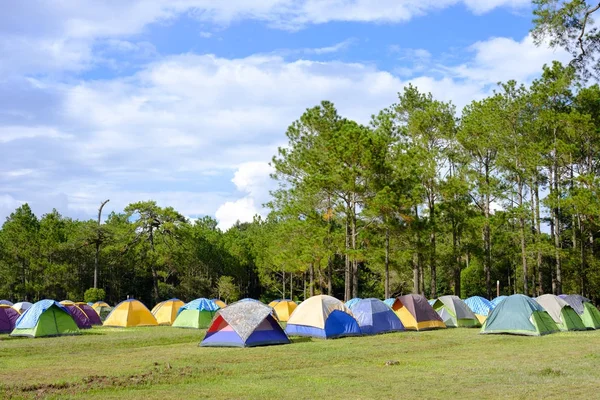 Палатки на зеленой траве в кемпинге — стоковое фото