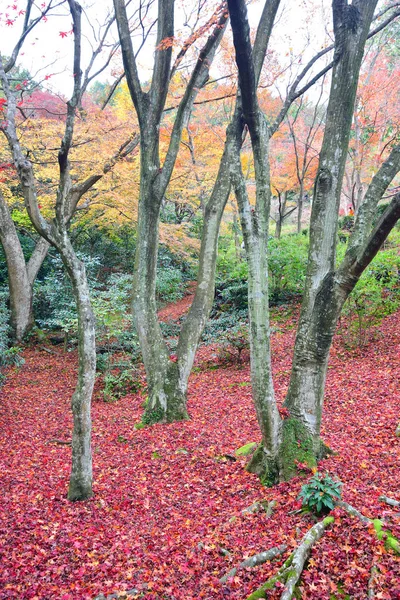 Общественный парк в храме Джоджаккодзи осенью в Киото — стоковое фото