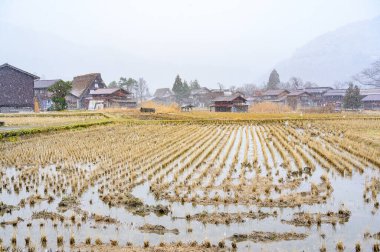 Japonya 'nın Gifu ilinin Ono ilçesinde, Shirakawago tarihi köyünde kar altında pirinç tarlası hasat edildi.
