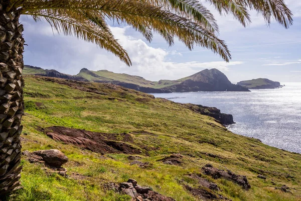 Sao Lourenco 'da palmiye ağacı; Madeira