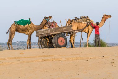 Bir yük arabasıyla üç deve ve ve Hindistan 'ın çölünde duran bir insan. Turistler için bir deve turu / gezisi