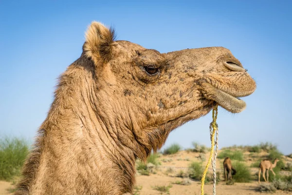 Thar Çölü 'nü yakından gören sevimli bir deve kafası. Açık mavi gökyüzü ve arka planda bir kum tepeciği var. Hindistan, Rajasthan.
