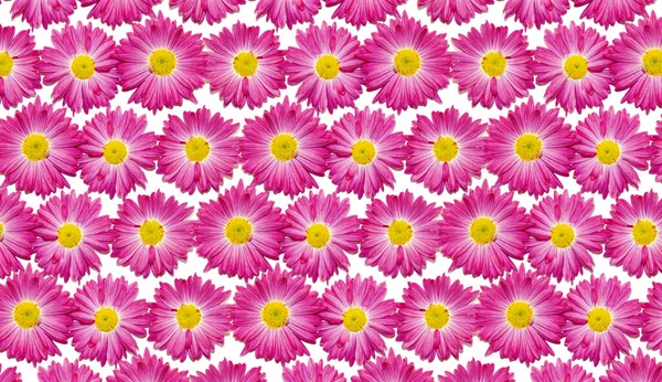 Візерунок Рожевих Квітів Гербери Білому Тлі Вітальна Листівка — стокове фото