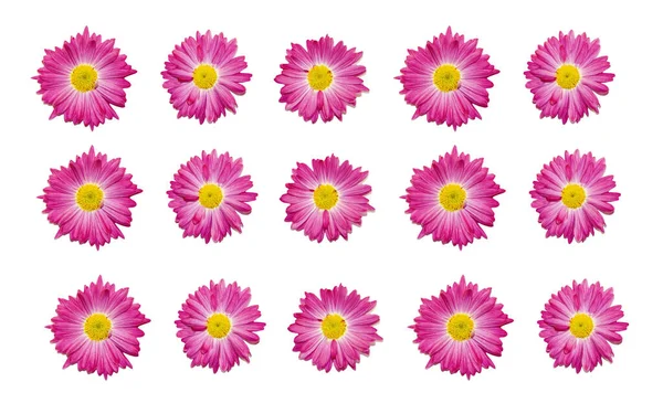 Wzór Różowych Gerbery Kwiaty Białym Tle Kartka Okolicznościowa — Zdjęcie stockowe