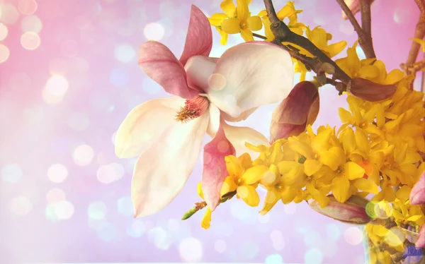 Magnólia Rosa Bonita Com Flores Amarelas Composição Primavera Magnólia Rosa — Fotografia de Stock