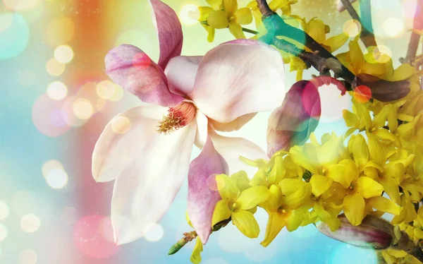 Magnólia Rosa Bonita Com Flores Amarelas Composição Primavera Magnólia Rosa — Fotografia de Stock