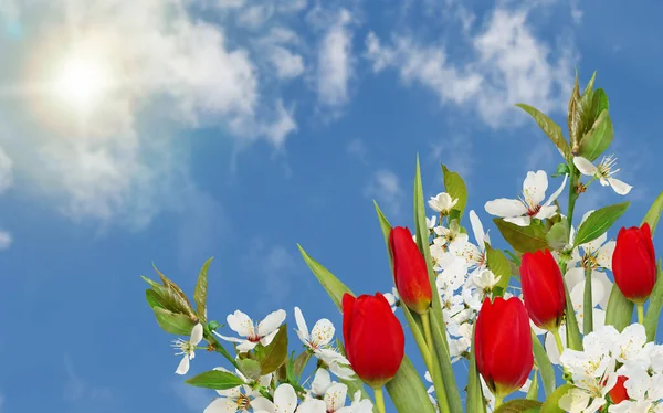 Arka planda mavi bir gökyüzü, çiçek açan kirazlar ve sarı laleler. Tasarımınız için boş alan