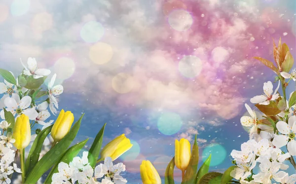 Background Blue Sky Blossoming Cherries Yellow Tulips Free Space Your — Stock Photo, Image