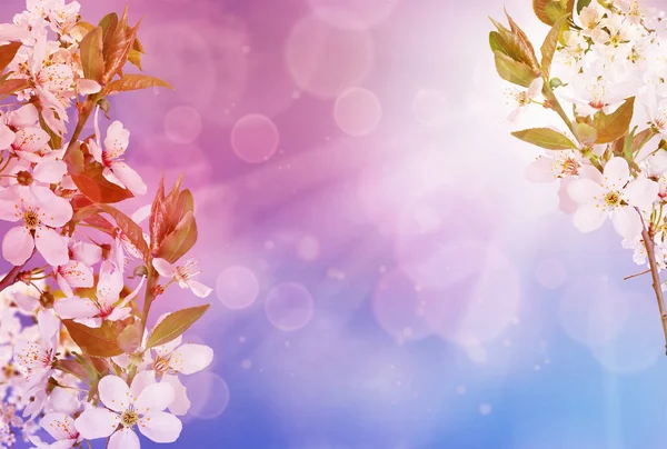 Gyönyörű Tavaszi Háttér Virágzó Cseresznye Kék Amely Bokeh — Stock Fotó