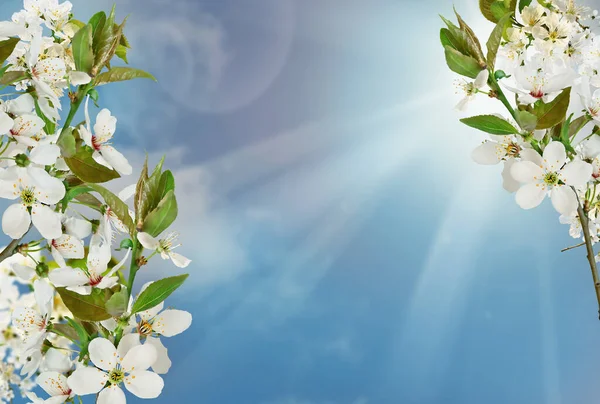 Güzel bir bahar arkaplanı açan kiraz ve mavi gökyüzü...